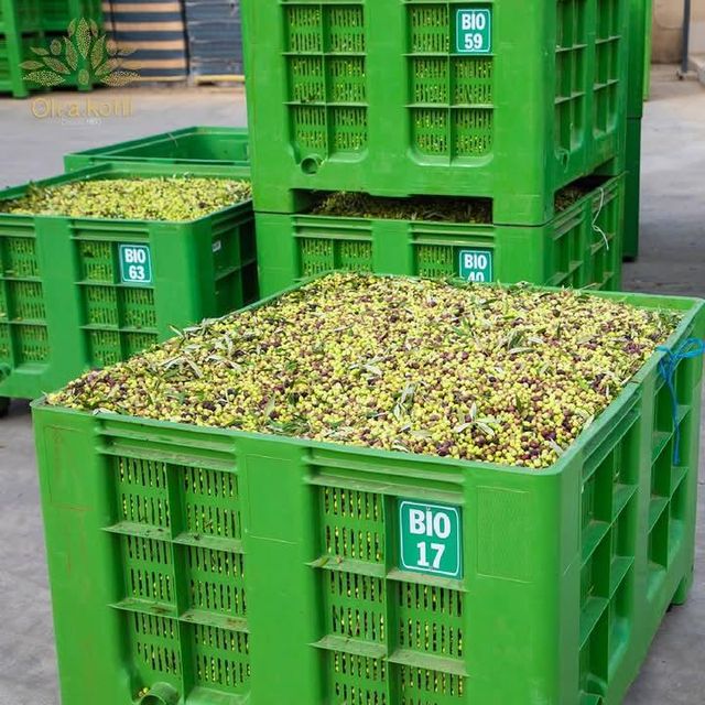 Premium Tunisian Extra Virgin Olive Oil – Bottled - Image 3